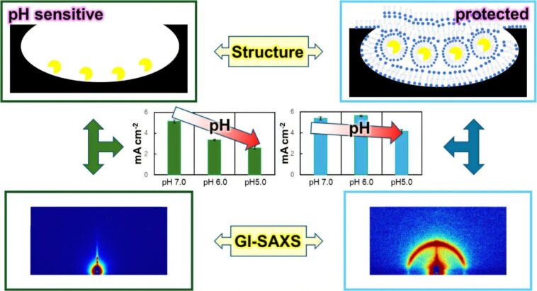 Le stabilisateur à base de sucre maintient les capteurs de sueur qui fonctionnent dans des conditions acides