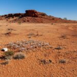 Le tableau Murchison Widefield vient de doubler de taille - que pourrait-il trouver maintenant?