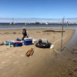 Les algues sur les côtes sablonneuses contribuent aux émissions de gaz à effet de serre, montre l'étude