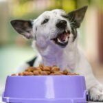 Les aliments pour chiens à base de plantes fournissent presque tous les nutriments dont les animaux ont besoin