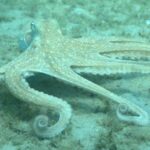 Les armes Octopus sont adaptables mais certains sont favorisés pour des emplois particuliers