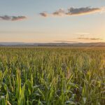 Les bactéries attachées au charbon de bois pourraient aider à garder un tristement célèbre «chimique pour toujours» hors des voies navigables