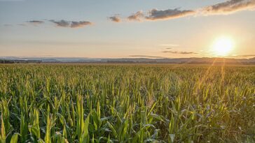 Les bactéries attachées au charbon de bois pourraient aider à garder un tristement célèbre «chimique pour toujours» hors des voies navigables