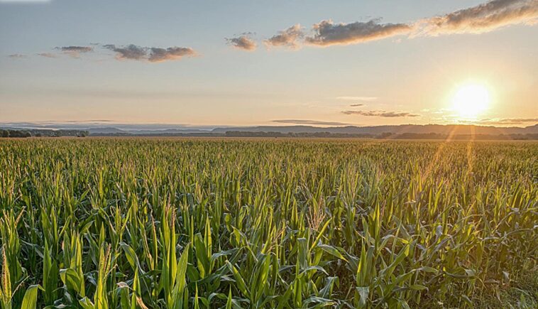 Les bactéries attachées au charbon de bois pourraient aider à garder un tristement célèbre «chimique pour toujours» hors des voies navigables