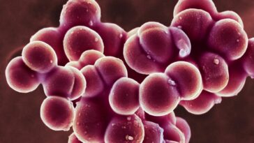 Les bactéries staphiques sont mauvaises pour laisser aller