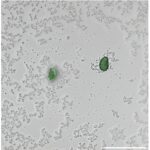 Les bactéries techniques brillent pour détecter rapidement les microplastiques dans les échantillons d'eau