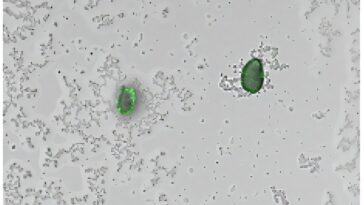 Les bactéries techniques brillent pour détecter rapidement les microplastiques dans les échantillons d'eau