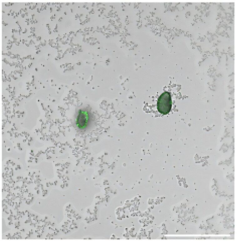 Les bactéries techniques brillent pour détecter rapidement les microplastiques dans les échantillons d'eau