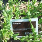 Les chasseurs sud-africains ont mâché l'usine de Kanna pour l'endurance: une nouvelle étude teste ses effets sur la chimie du cerveau de souris