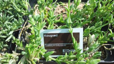 Les chasseurs sud-africains ont mâché l'usine de Kanna pour l'endurance: une nouvelle étude teste ses effets sur la chimie du cerveau de souris