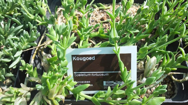 Les chasseurs sud-africains ont mâché l'usine de Kanna pour l'endurance: une nouvelle étude teste ses effets sur la chimie du cerveau de souris Les chasseurs sud-africains ont mâché l'usine de Kanna pour l'endurance: une nouvelle étude teste ses effets sur la chimie du cerveau de souris