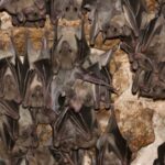 Les chauves-souris vivent avec certains virus. Mais d'autres peuvent les faire dans