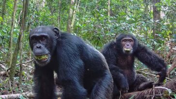 Les chimpanzés sauvages peuvent être légèrement intoxiqués à partir de fruits alcoolisés