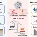 Les endotoxines bactériennes sont des moteurs à faible masse à faible masse de PM₂.
