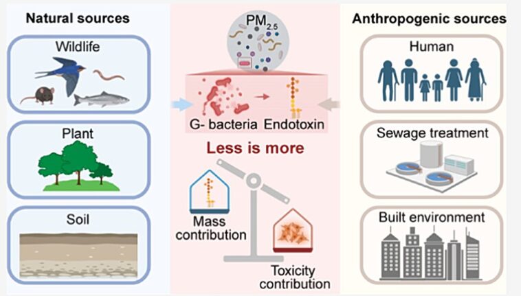 Les endotoxines bactériennes sont des moteurs à faible masse à faible masse de PM₂.