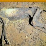 One of the cheetah mummies inside the cave it was found in