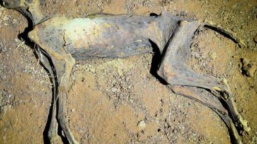 One of the cheetah mummies inside the cave it was found in