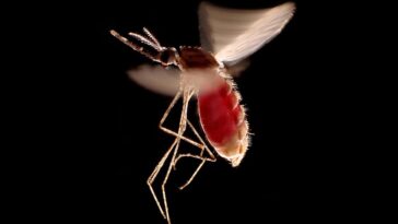 Les habitudes hédonistes pourraient vous transformer en aimant de moustiques