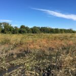 Les marais de marée piègent les microplastiques, augmentant les risques pour les écosystèmes et les personnes