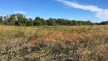 Les marais de marée piègent les microplastiques, augmentant les risques pour les écosystèmes et les personnes