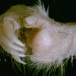 L'image montre une vue rapprochée de la main droite d'un rat kangourou. La main de la bestiole est couverte de fourrure blanche. Il a de longues griffes sur quatre de ses doigts tandis que son pouce a une miniature.