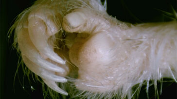 L'image montre une vue rapprochée de la main droite d'un rat kangourou. La main de la bestiole est couverte de fourrure blanche. Il a de longues griffes sur quatre de ses doigts tandis que son pouce a une miniature.