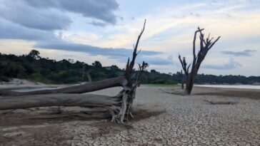 Les molécules d'image miroir révèlent du stress de la sécheresse dans la forêt amazonienne
