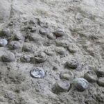 Une photographie d'une pochette d'oeufs de dinosaures fossilisés, montrant des cristaux blancs à l'intérieur des œufs.