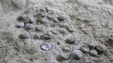 Une photographie d'une pochette d'oeufs de dinosaures fossilisés, montrant des cristaux blancs à l'intérieur des œufs.