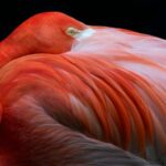 Pg. 89, Robert Clark, Flamingo