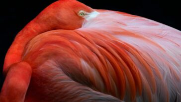 Pg. 89, Robert Clark, Flamingo