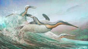 Les pingouins précoces peuvent avoir utilisé des becs de poignard pour embrasser les proies