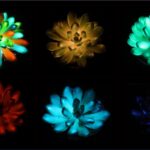 Les plantes brillantes dans le noir pour remplacer les lampadaires? Oublie ça