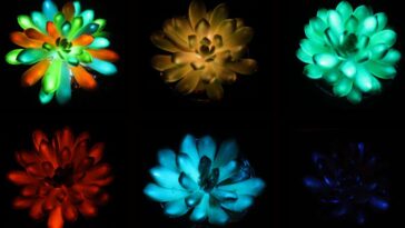 Les plantes brillantes dans le noir pour remplacer les lampadaires? Oublie ça