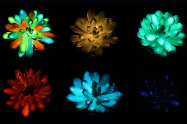 Les plantes brillantes dans le noir pour remplacer les lampadaires? Oublie ça
