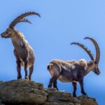 Les premiers Néandertaliens ont chassé les ibex sur les pentes de montagne escarpées