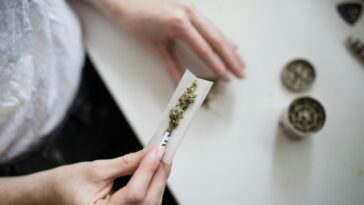 Les produits chimiques en marijuana peuvent affecter la fertilité des femmes