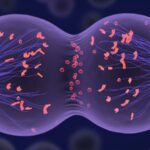 Les scientifiques ont fabriqué des cellules d'oeufs humains à partir de cellules de la peau