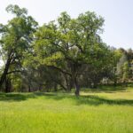 Quelles terres natives en Californie peuvent enseigner la résilience et l'avenir des incendies de forêt