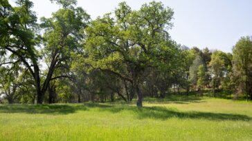 Quelles terres natives en Californie peuvent enseigner la résilience et l'avenir des incendies de forêt