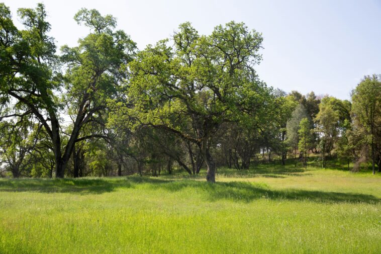 Quelles terres natives en Californie peuvent enseigner la résilience et l'avenir des incendies de forêt