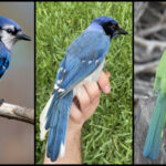 Trois panneaux montrent un jay bleu (à gauche) avec ses plumes classiques de la queue bleue et blanche, un jay vert (à droite) avec son masque facial noir et son corps vert, et un hybride "Grue Jay," Bleu mais avec des marques de queue moins distinctes qu'un Jay bleu et un visage masqué comme un jay vert.