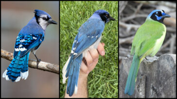 Trois panneaux montrent un jay bleu (à gauche) avec ses plumes classiques de la queue bleue et blanche, un jay vert (à droite) avec son masque facial noir et son corps vert, et un hybride "Grue Jay," Bleu mais avec des marques de queue moins distinctes qu'un Jay bleu et un visage masqué comme un jay vert.