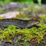 Tout comme les humains, de nombreux animaux deviennent plus agressifs dans la chaleur Tout comme les humains, de nombreux animaux deviennent plus agressifs dans la chaleur