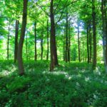 Un stockage souterrain en carbone ne réduirait que le réchauffement de 0,7 ° C, les résultats de l'analyse