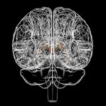 Une petite structure dans le cerveau pourrait conduire à combien vous mangez