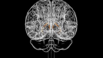 Une petite structure dans le cerveau pourrait conduire à combien vous mangez