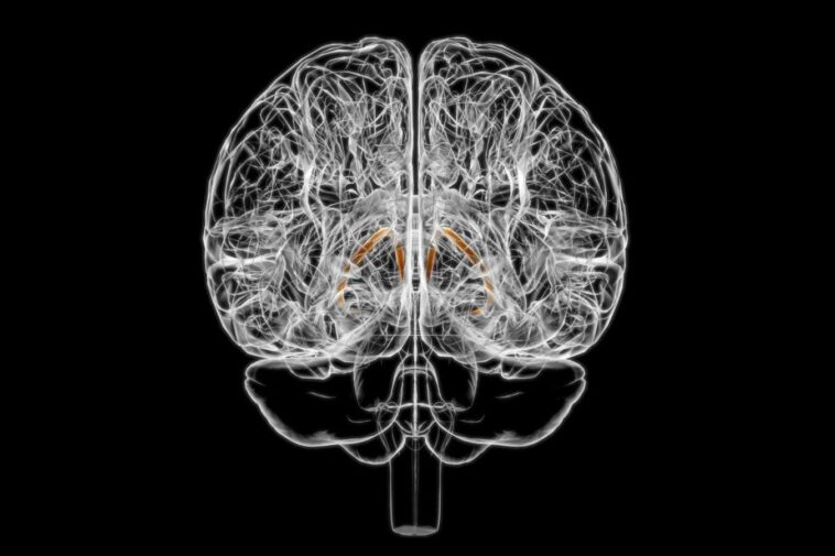 Une petite structure dans le cerveau pourrait conduire à combien vous mangez
