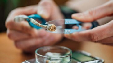 Une seule dose de psilocybine semble être suffisante pour recâbler le cerveau