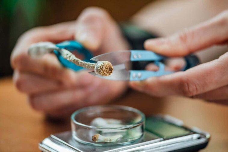 Une seule dose de psilocybine semble être suffisante pour recâbler le cerveau